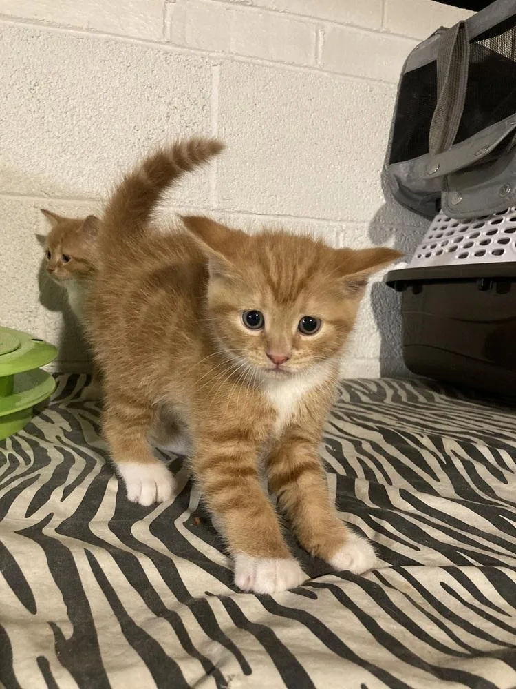 A baby small-sized male Tabby (Orange / Red) Domestic Short Hair cat named Robin for adoption in West Mifflin, PA