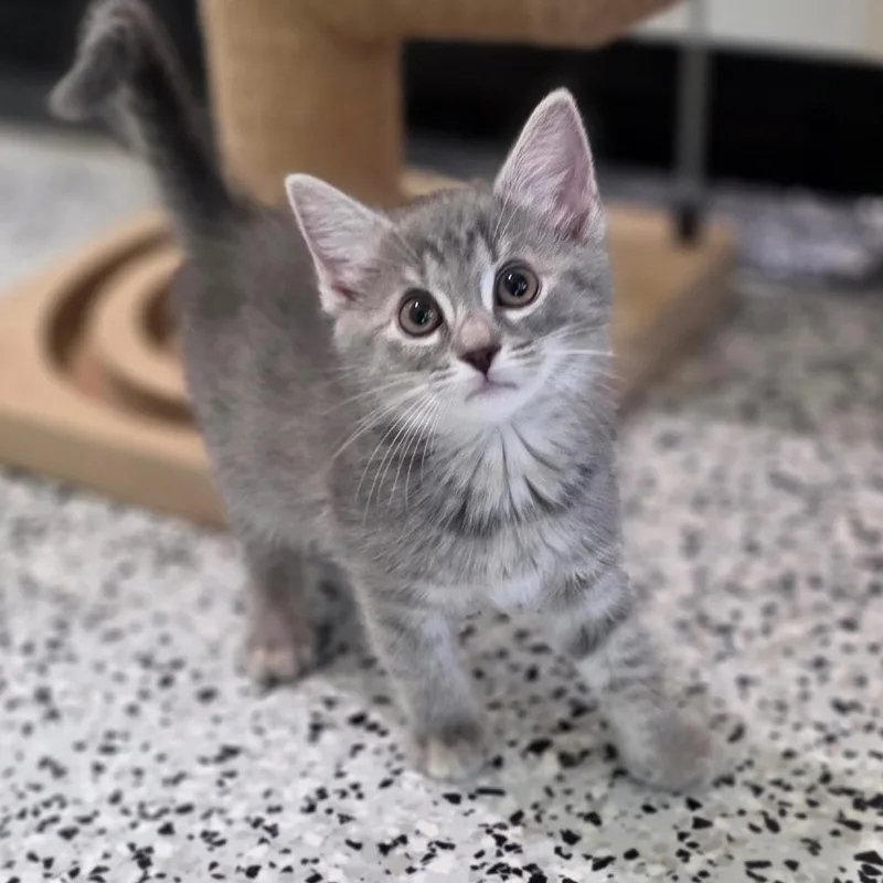 A baby small-sized female Gray / Blue / Silver Domestic Medium Hair cat named Flint for adoption in Chapel Hill, NC