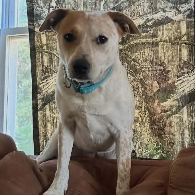 A young medium-sized female Cattle Dog dog named Willow for adoption in Moyock, NC