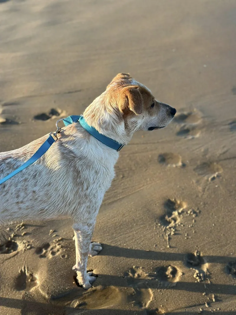 Willow thumbnail 2