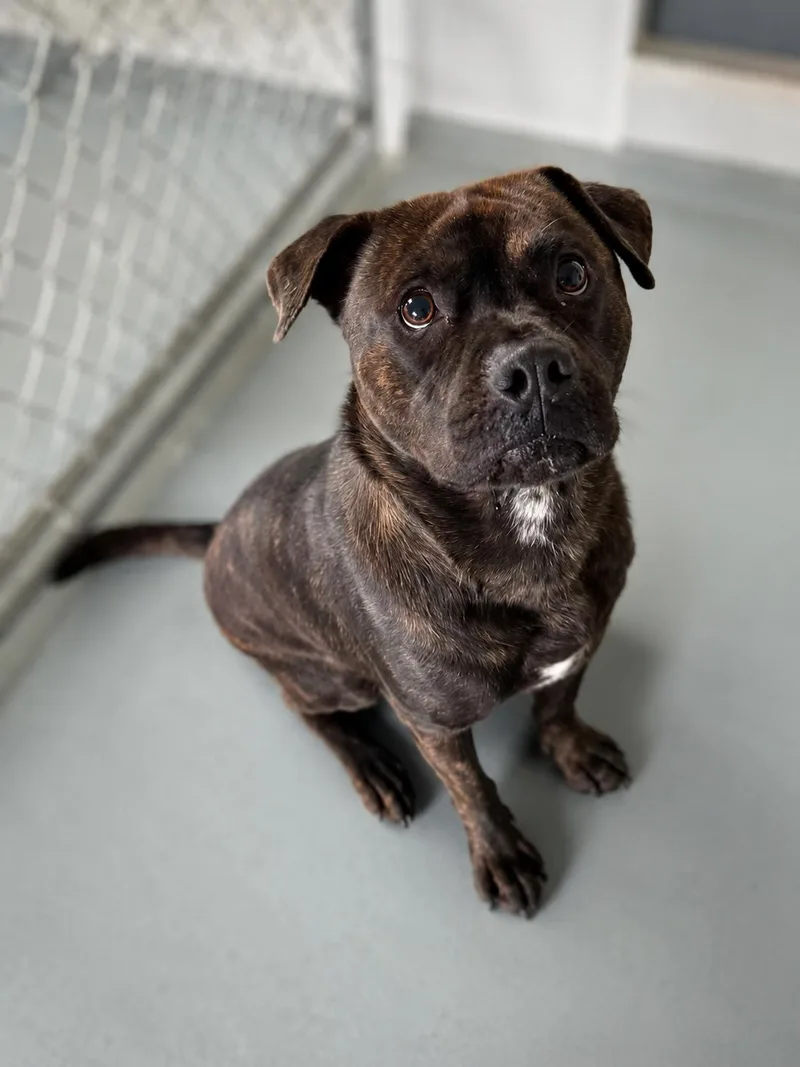 A young medium-sized male Brindle Mixed Breed dog named Axel for adoption in Eureka, IL