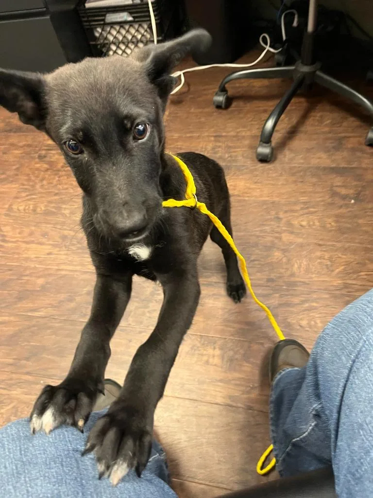 A baby medium-sized female Labrador Retriever dog named Dog Kennel Chica for adoption in Greenville, TX