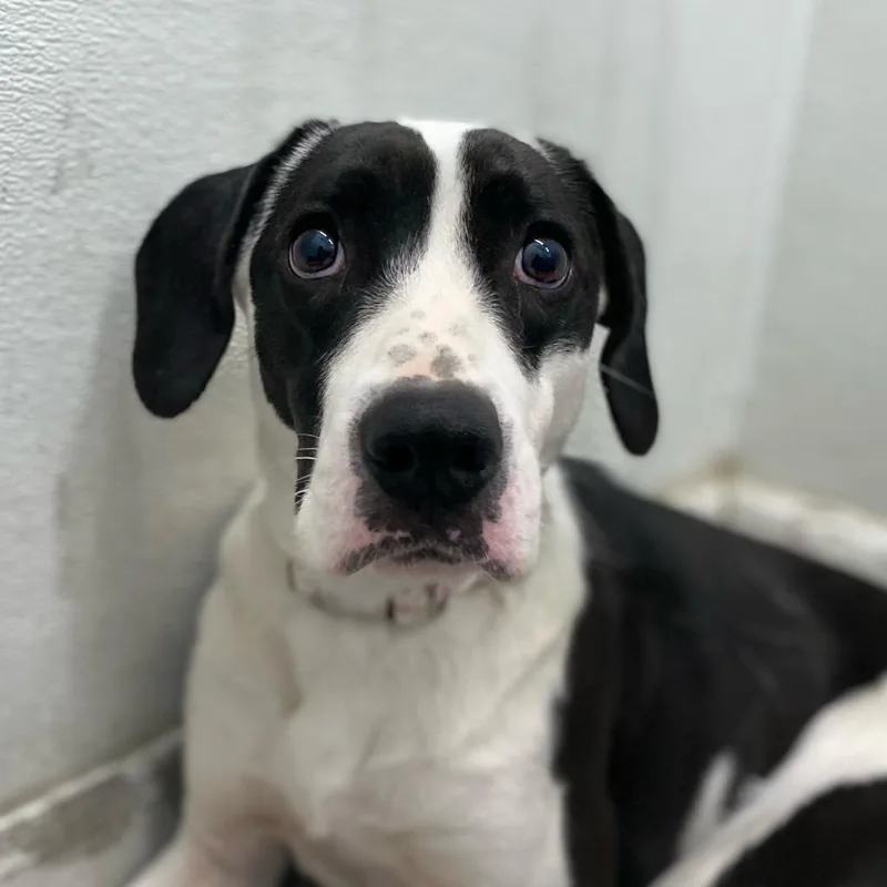A young small-sized female Black Mixed Breed dog named Brooklyn for adoption in Troy, IL