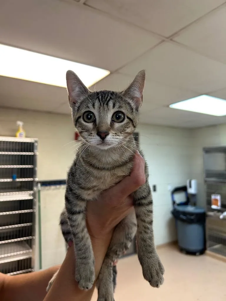 A baby medium-sized female Tabby cat named Chupacabra for adoption in Nacogdoches, TX
