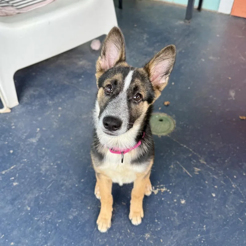 A baby medium-sized female Black Shepherd dog named Moonwalk for adoption in Binghamton, NY