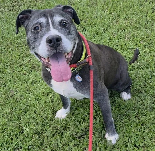 A senior large-sized male Pit Bull Terrier dog named Coby for adoption in Fort Lauderdale, FL