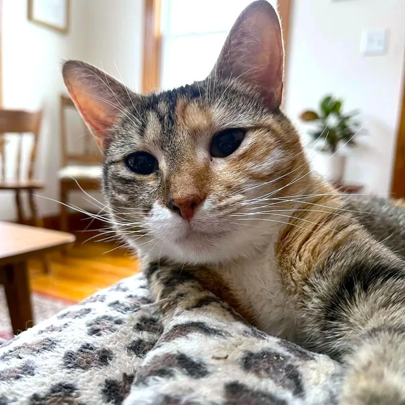 A young medium-sized female Calico cat named Jazzy Josie! for adoption in Danbury, CT