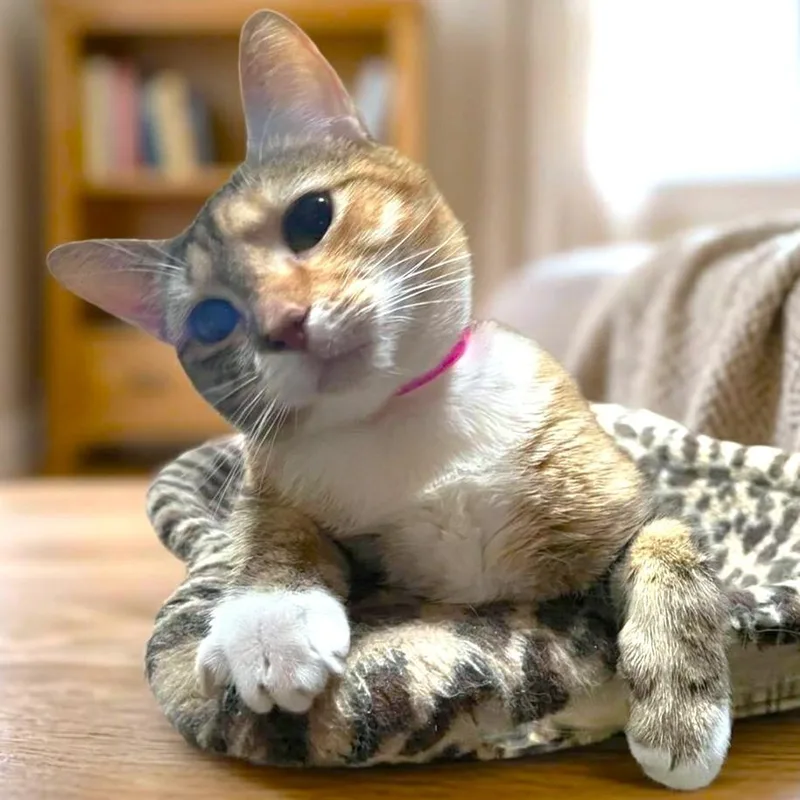 Jazzy Josie! thumbnail 2