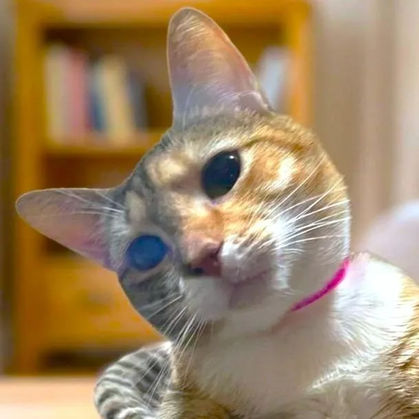 Jazzy Josie! thumbnail 4