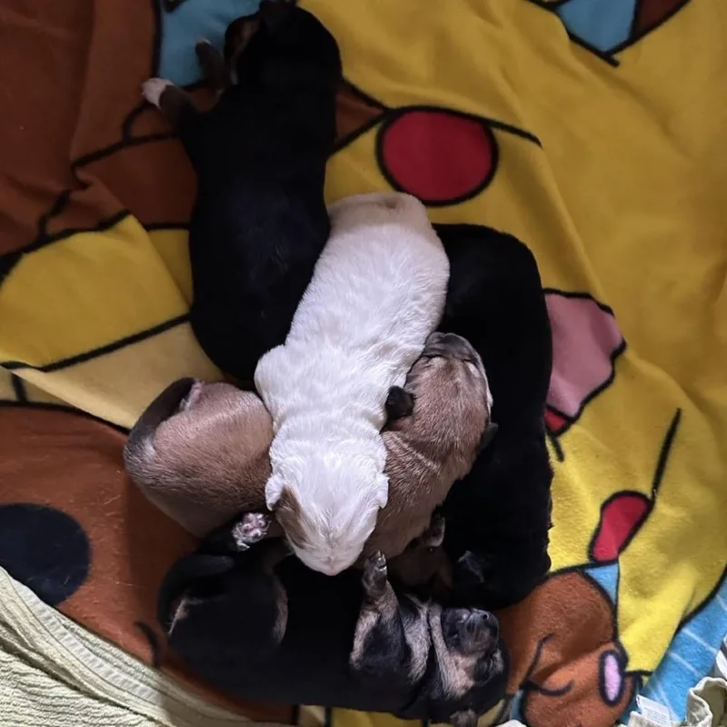 A baby medium-sized female Black Mixed Breed dog named Honey for adoption in New York, NY