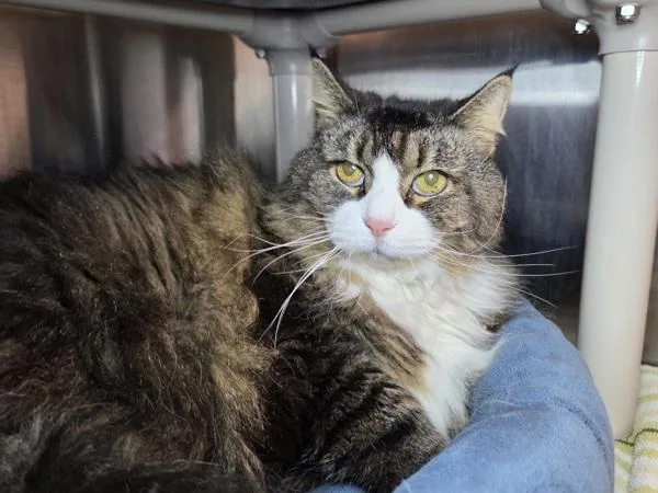 A senior large-sized female Domestic Long Hair cat named Muffin for adoption in Millersville, MD