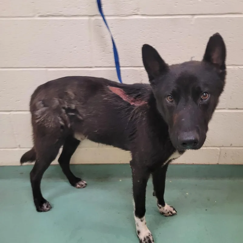 An adult medium-sized male Black Mixed Breed dog named Davenport for adoption in Memphis, TN