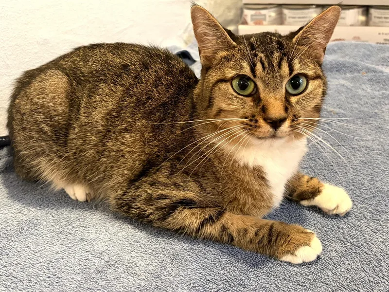 An adult medium-sized female Tabby cat named Mikki for adoption in Wadsworth, IL
