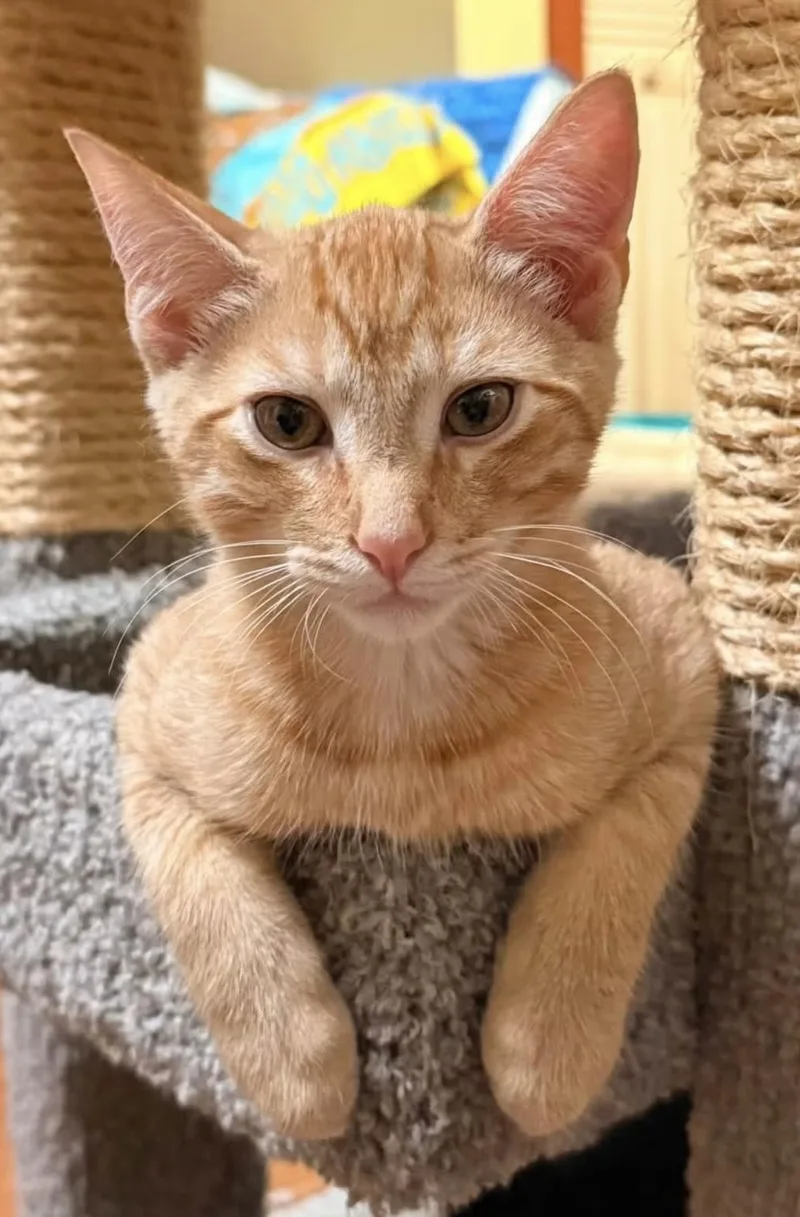 A baby medium-sized male Domestic Short Hair cat named Dr.Morris for adoption in Beacon, NY