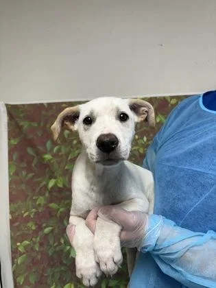 A young small-sized male Labrador Retriever dog named Pecan for adoption in San Antonio, TX