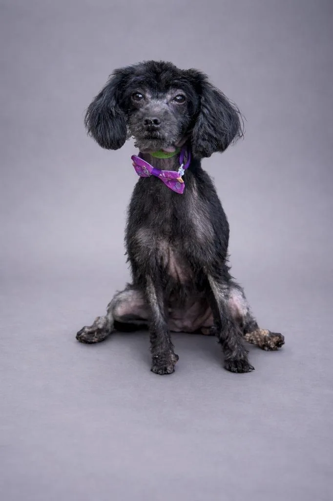 A senior small-sized female Poodle dog named Gretchen for adoption in Hardeeville, SC