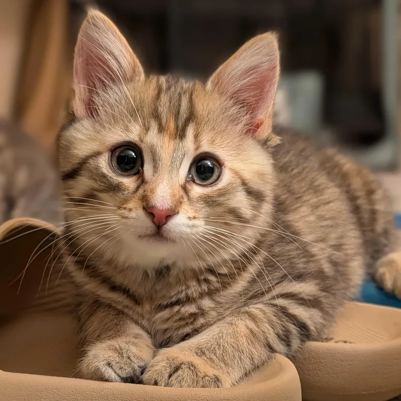 A baby medium-sized female Torbie Domestic Short Hair cat named Miney for adoption in Wilsonville, OR