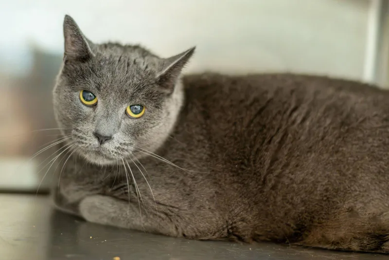 An adult large-sized male Gray / Blue / Silver Domestic Short Hair cat named Bruce for adoption in Hilton Head Island, SC