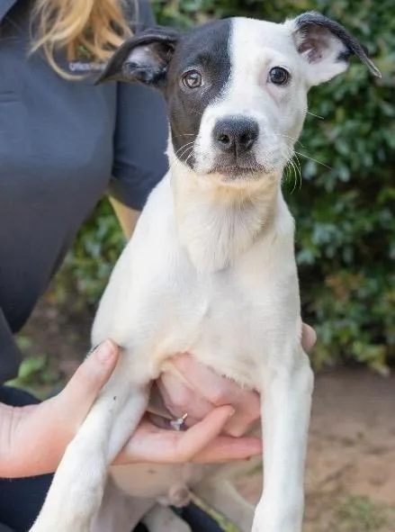 A baby extra large-sized male Rat Terrier dog named Mellow for adoption in North Syracuse, NY