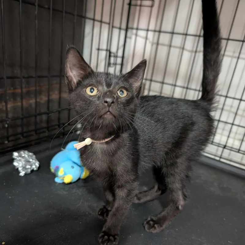 A baby medium-sized male Black Domestic Short Hair cat named Poe for adoption in Cape Girardeau, MO