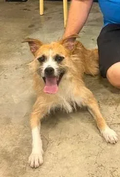 An adult medium-sized male Jack Russell Terrier dog named Diesel for adoption in Urbana, IL