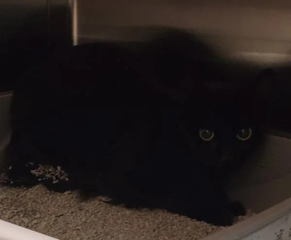 A young small-sized female Domestic Long Hair cat named Working Cat Savvy for adoption in El Cajon, CA