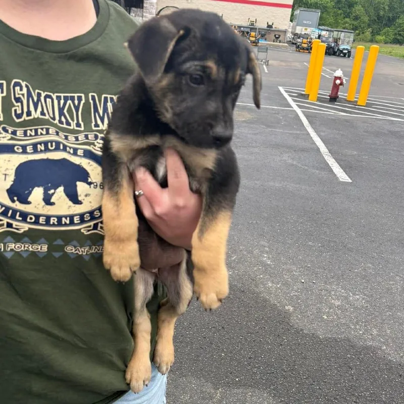 A baby medium-sized female Black Boxer dog named Magnolia for adoption in Columbia Station, OH
