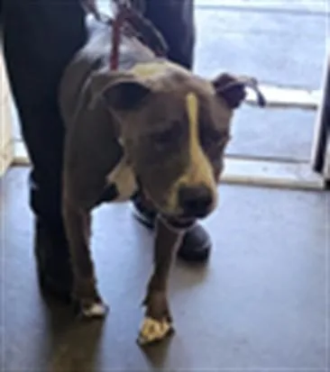 A senior large-sized male Pit Bull Terrier dog named Rhino for adoption in Los Angeles, CA