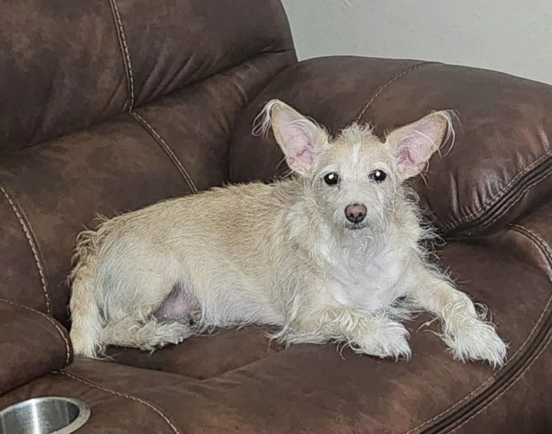 An adult small-sized female West Highland White Terrier / Westie dog named Lexi for adoption in Egg Harbor City, NJ