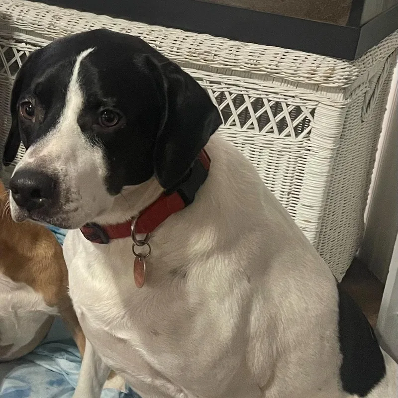 ~ Courtesy ~ Otis thumbnail 2