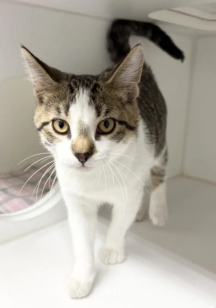 A baby medium-sized male Domestic Short Hair cat named Sid for adoption in Rochester, IN