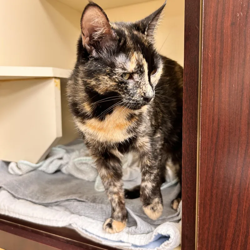 A young small-sized female Tortoiseshell Domestic Short Hair cat named Aurora for adoption in Myerstown, PA