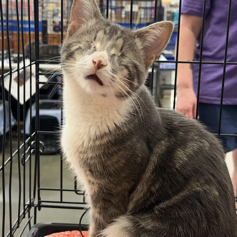 A young medium-sized male Tabby (Gray / Blue / Silver) Tabby cat named Spunky for adoption in Columbia, SC