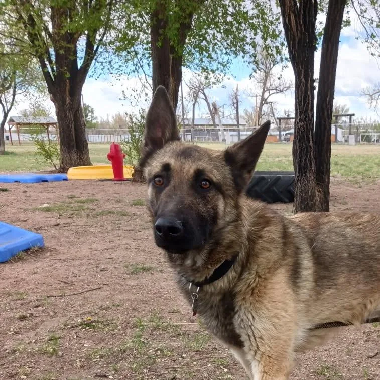 A young medium-sized male Yellow / Tan / Blond / Fawn German Shepherd Dog dog named Smoked Gouda for adoption in Lakewood, CO