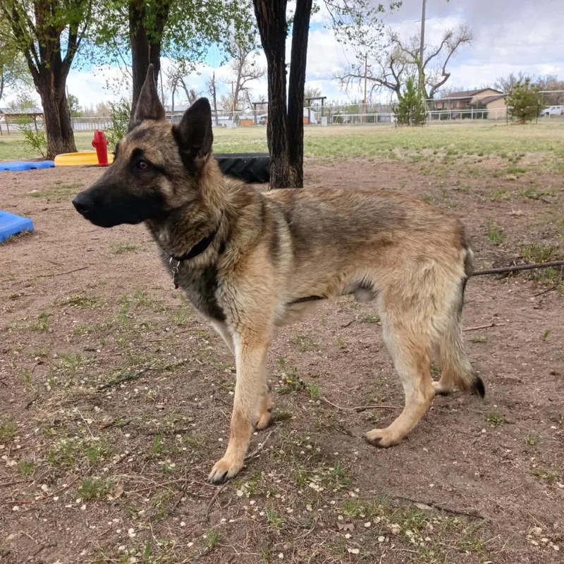 Smoked Gouda thumbnail 2