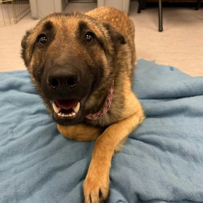 Smoked Gouda thumbnail 3