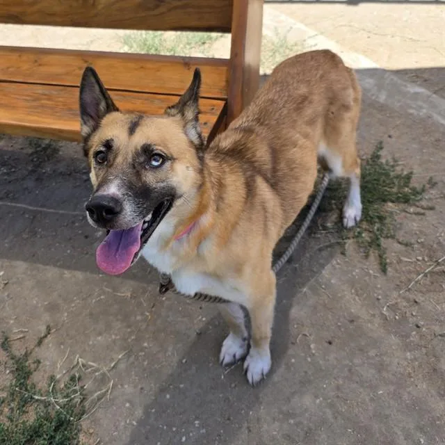 An adult large-sized female German Shepherd Dog dog named Mila for adoption in Long Beach, CA