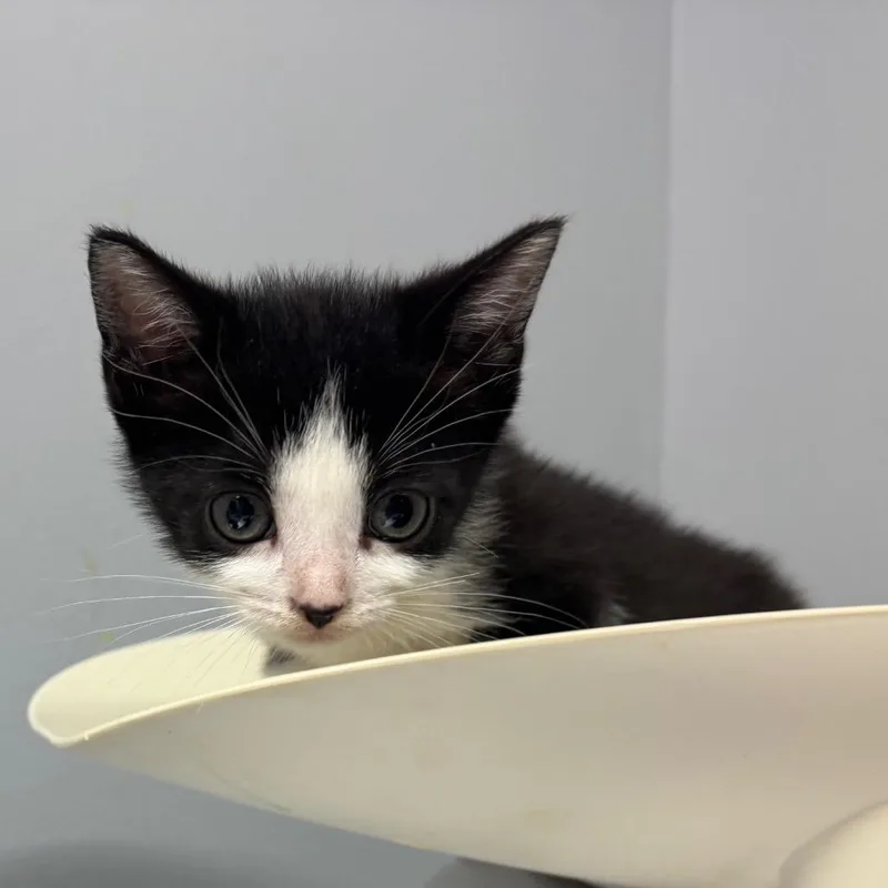 A baby small-sized female Black Domestic Short Hair cat named Croissant for adoption in Columbus, GA