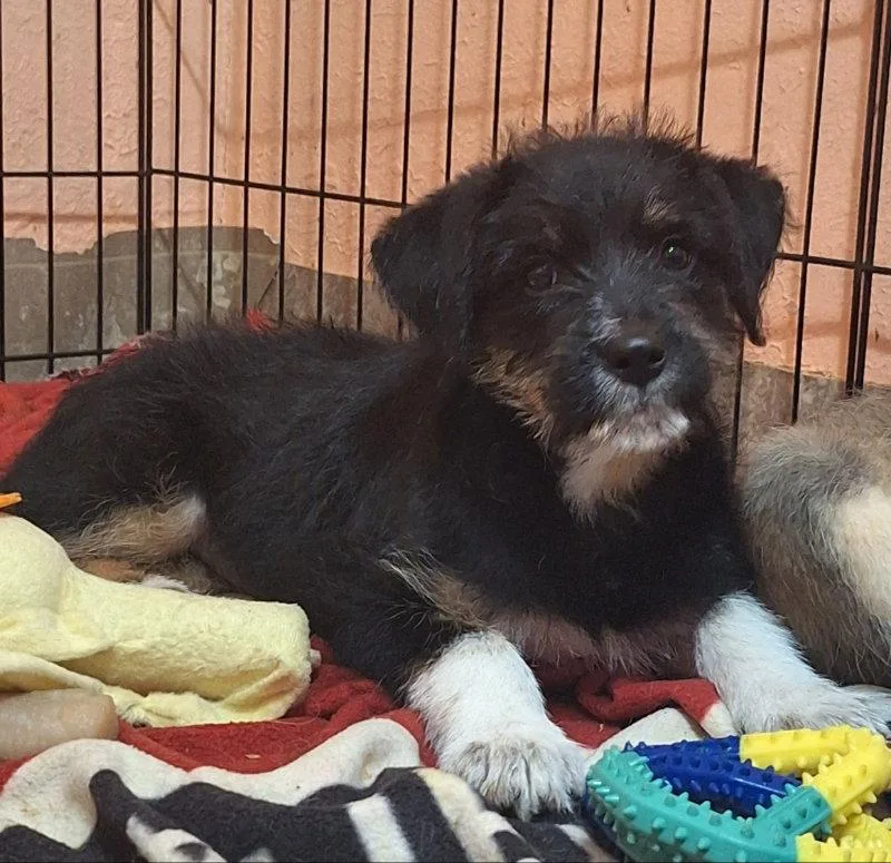 A baby medium-sized female Border Terrier dog named Fringe for adoption in House Springs, MO