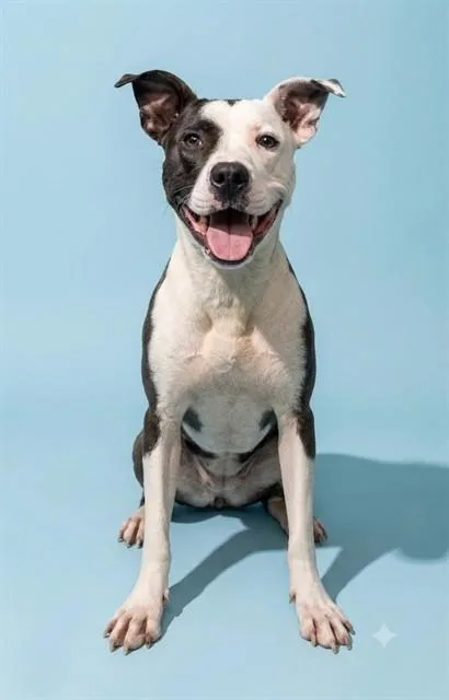 A young medium-sized female Mixed Breed dog named Kaylee for adoption in Jacksonville, FL
