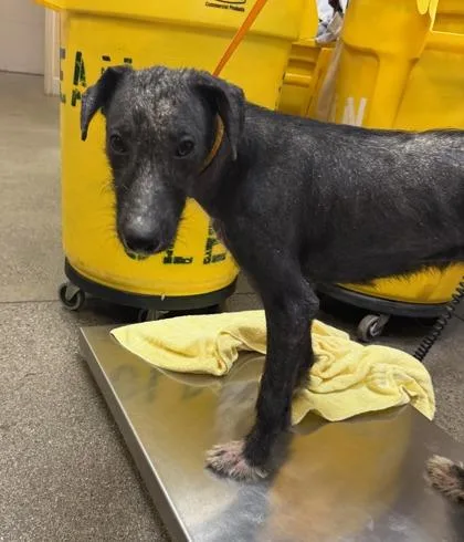 An adult medium-sized female Mixed Breed dog named Mrs. Awesome for adoption in Honolulu, HI