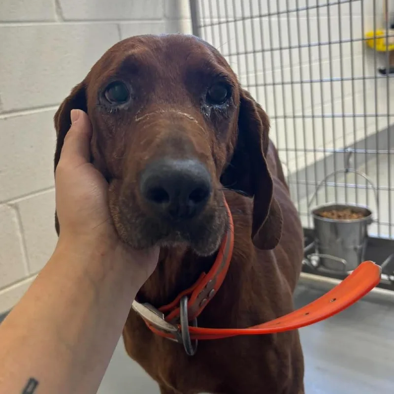 An adult medium-sized female Red / Chestnut / Orange Redbone Coonhound dog named Scottie for adoption in Rocky Mount, VA