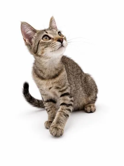 A young small-sized female Domestic Short Hair cat named Maisee for adoption in Bowling Green, KY