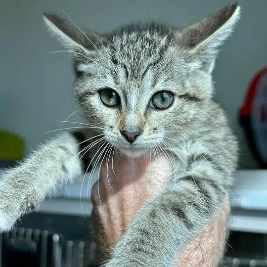 A baby small-sized female Brown / Chocolate Domestic Short Hair cat named Dipsy for adoption in Matteson, IL
