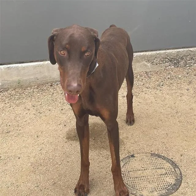 A young large-sized male Doberman Pinscher dog named Pauly for adoption in Ontario, CA