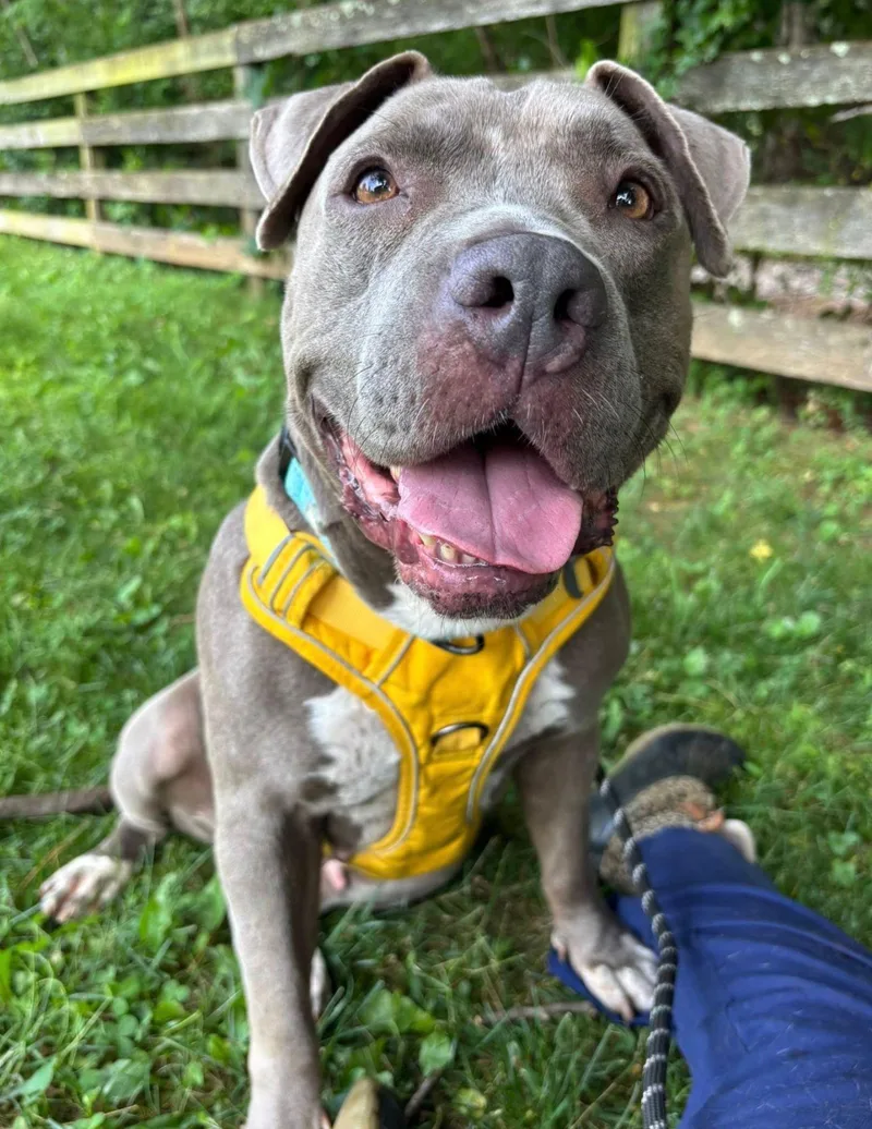 An adult medium-sized female Pit Bull Terrier dog named Sky Box for adoption in Reisterstown, MD