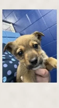 A young medium-sized male Bicolor Australian Cattle Dog / Blue Heeler dog named Monterey for adoption in West Grove, PA