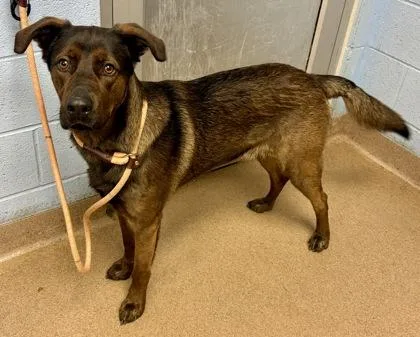 An adult large-sized male Mixed Breed dog named Meep for adoption in Chamblee, GA