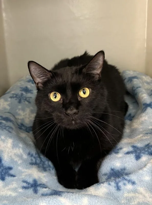 An adult medium-sized male Domestic Short Hair cat named Gomez for adoption in Genoa, IL