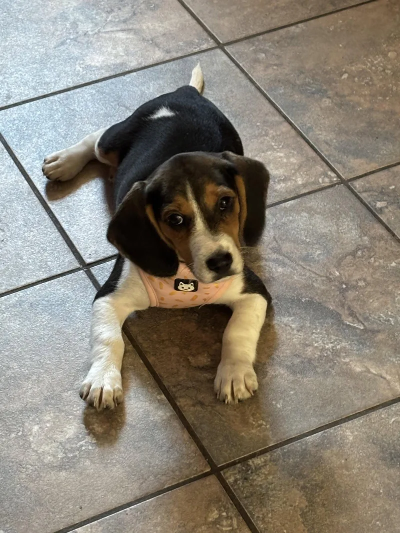 A baby medium-sized female Beagle dog named Beatrice for adoption in Florence, KY